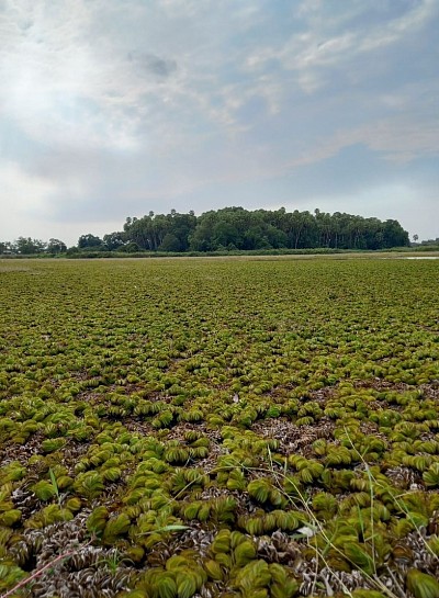 เกาะคำชะโนด